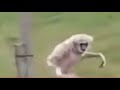 Cute Gibbon Monkeys Funny Acrobatics