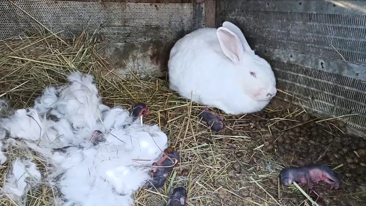 Почему крольчиха съедает крольчиха