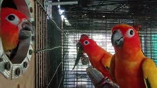 sunconure &