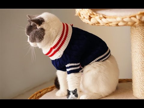 como hacer para gatos - YouTube