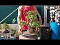 trasplante de mi gran portulacaria