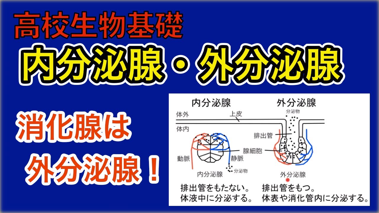 外分泌 器官 は どれ か