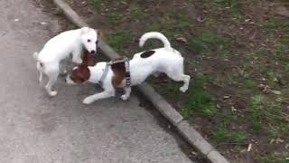 Jack Vs Jack Terrier Vs Terrier