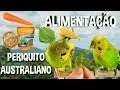 Alimentação ideal para periquito australiano