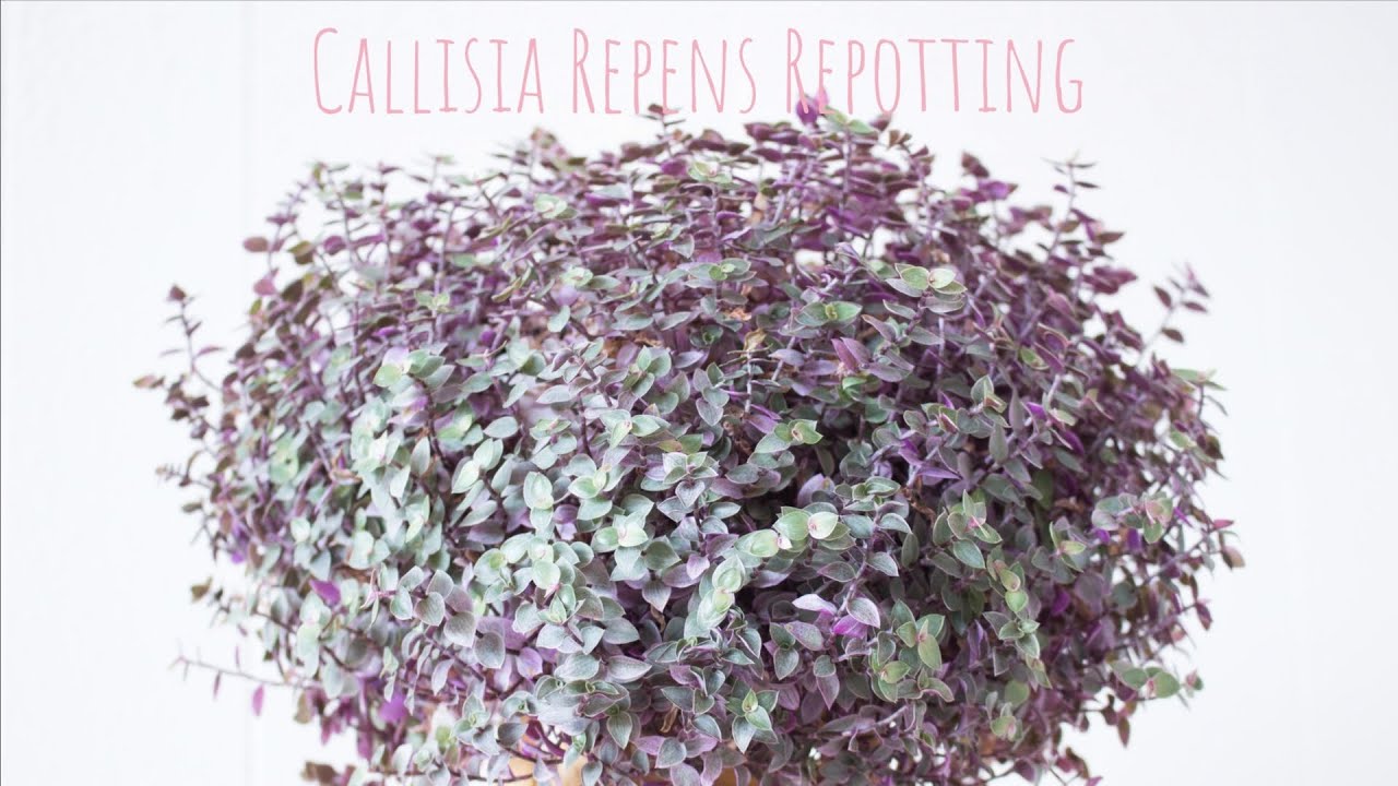 Callisia Repens Repotting & Propagation Indoor| Plants grooming | Pink Callisia Repotting