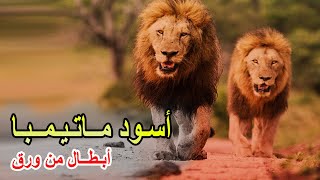 اسود ماتيمبا The Matimbas | جبناء سابي ساند حولتهم الصدفة لأساطير زائفة