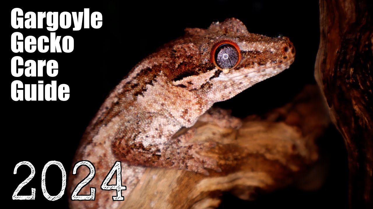 Руководство по уходу за горгульей-гекконом 2024