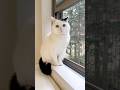 雨の日は忙しい猫