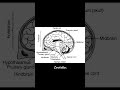 Sharvith singer parts of brain easy learn brain parts function trend 10th brain ಮೆದುಳು