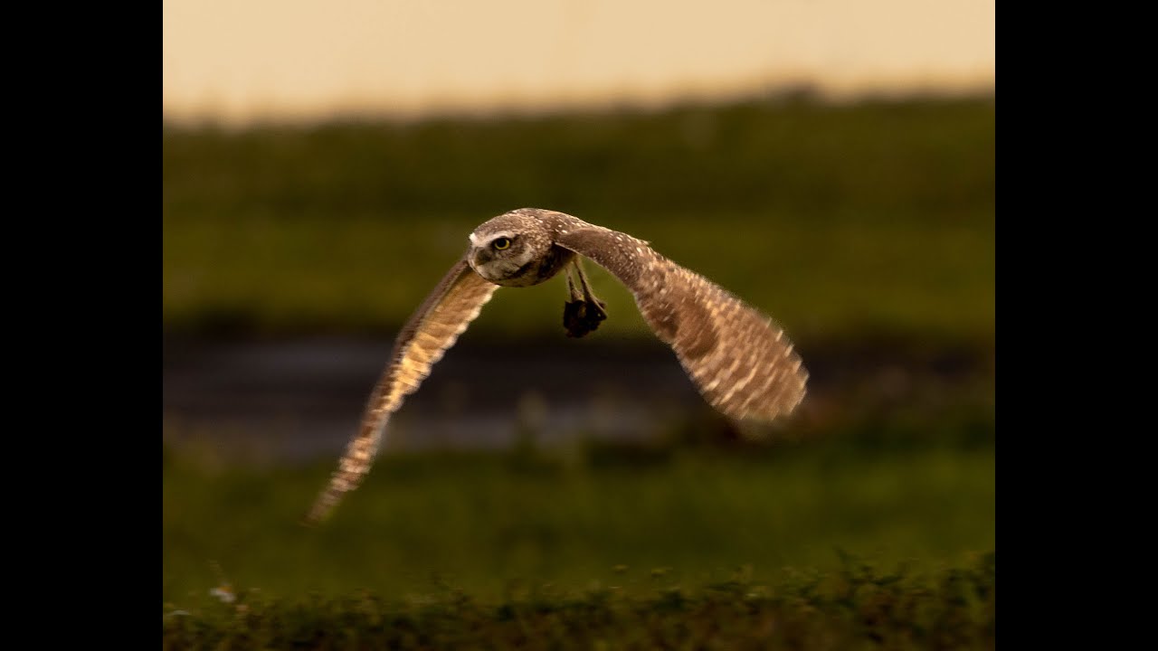 Wildlife in Florida Vlog | Vista View Park