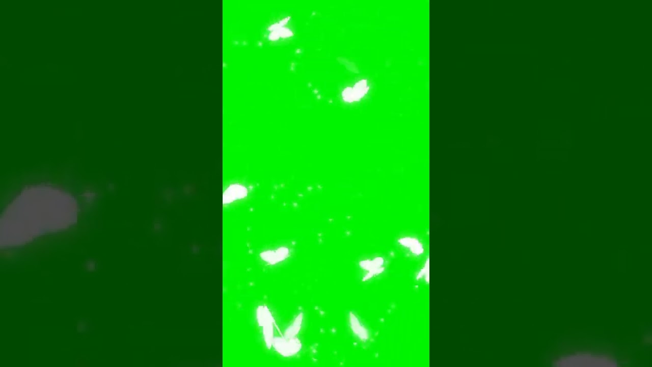Green screen butterfly 🦋 Effects No Copyright Free To Use YourVideo 