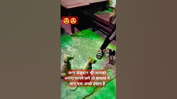 Thumbnail of Pet lover #music #singer #bollywood #song #trending #motivation #exam #animal #shortsfeed #shorts