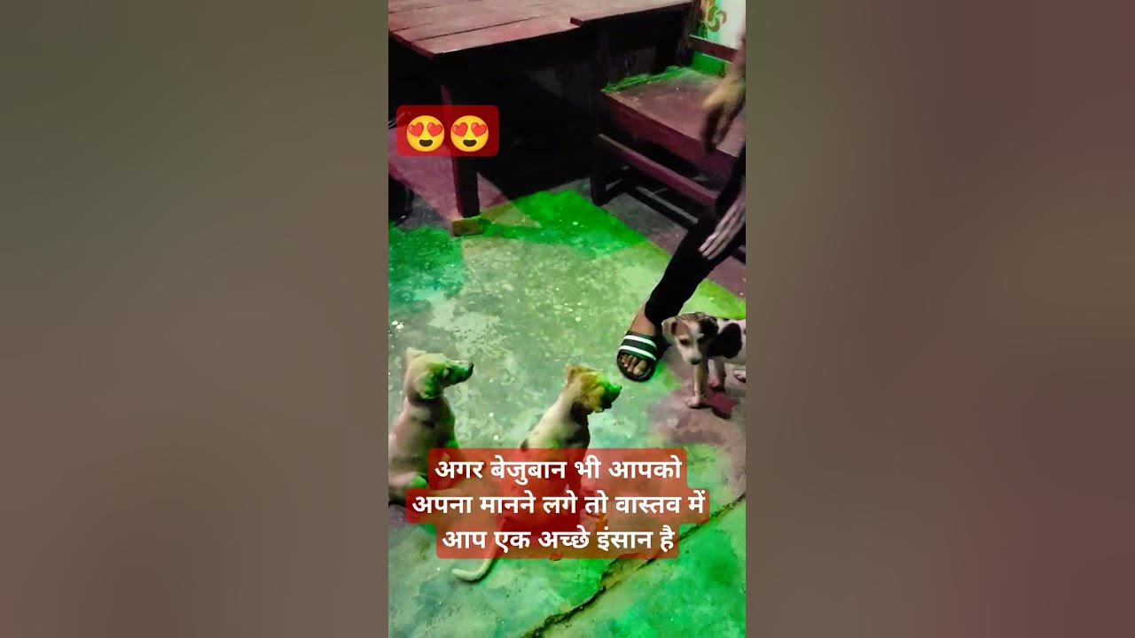 Pet lover #music #singer #bollywood #song #trending #motivation #exam #animal #shortsfeed #shorts