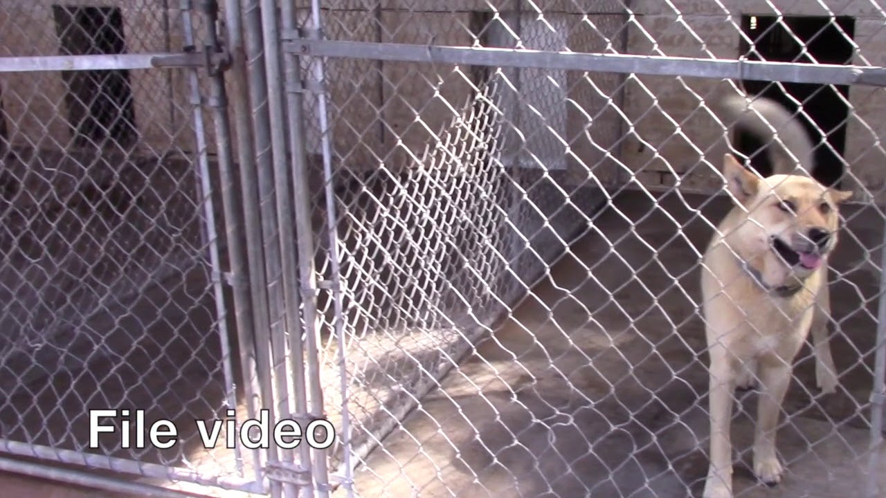 Marshall Animal Shelter Temporarily Stops Intakes Due To Parvo Outbreak