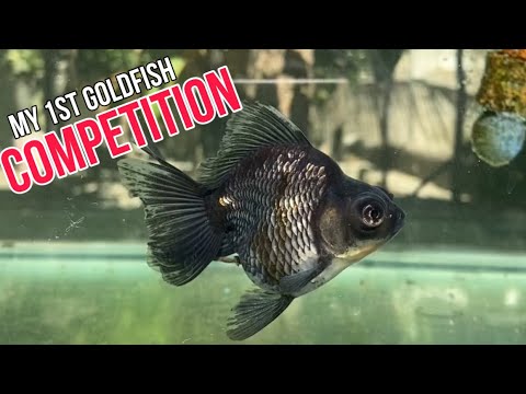 Competitive Goldfish GOLDFISH COMPETITION: GROW OUT CHALLENGE - YouTube