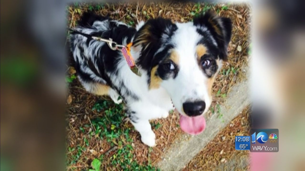 Kennel and kennel owner face animal cruelty charges following dog