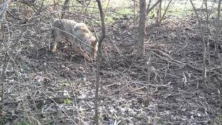Barnes Wildlife Control Dayton Coyote Removal Video