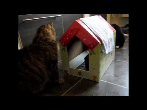 cat แปลว่า Fight for the kitty cabin