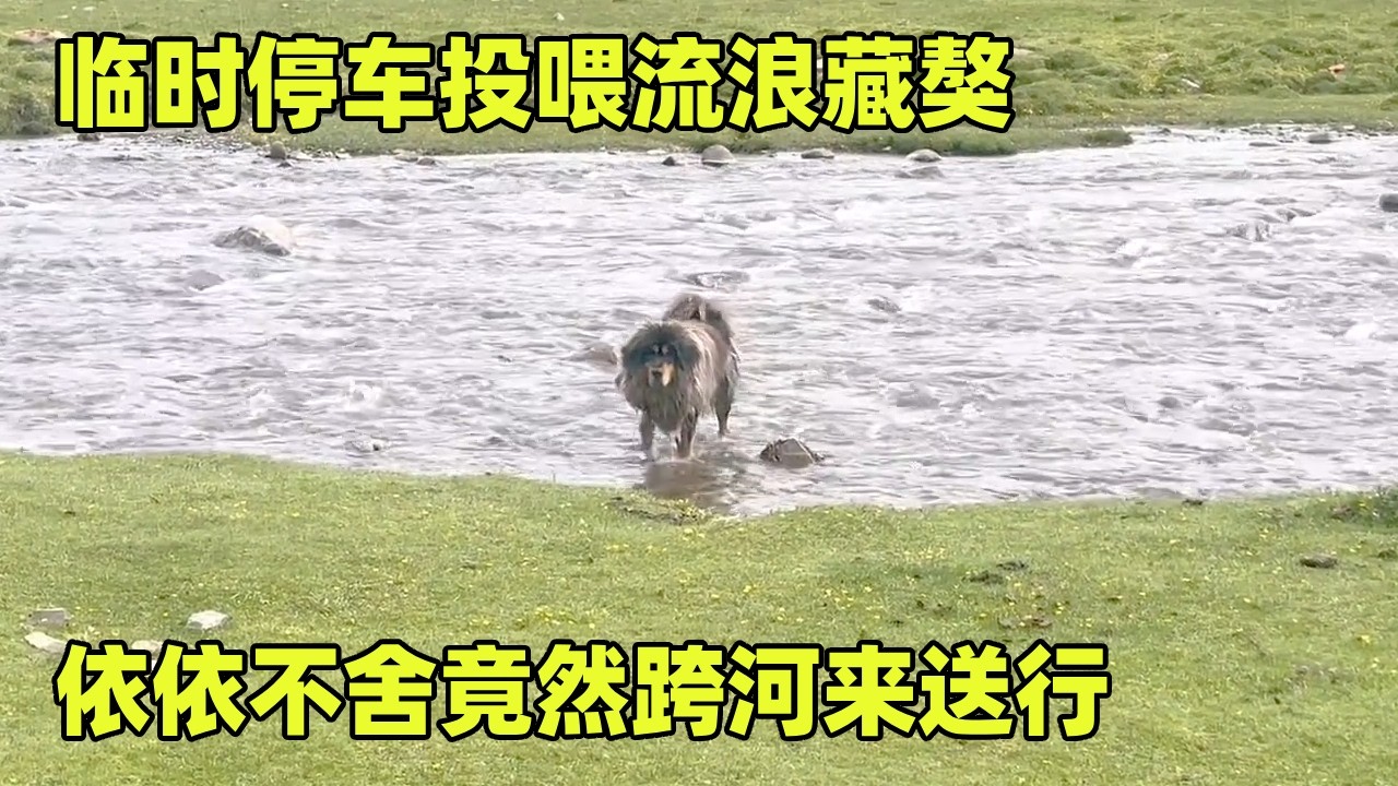 临时停车投喂流浪藏獒，依依不舍竟然跨河来送行，感动得眼睛都湿润了【小秃子旅行记】