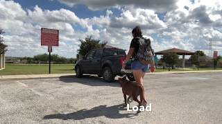 Pit Bull Woodson Amazing Transformation E-Collar Training San Antonio