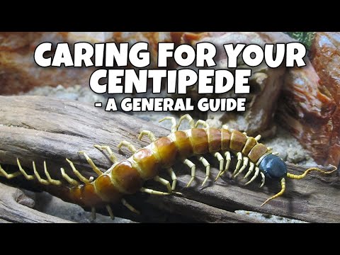 Caring for your Centipede: A General Guide