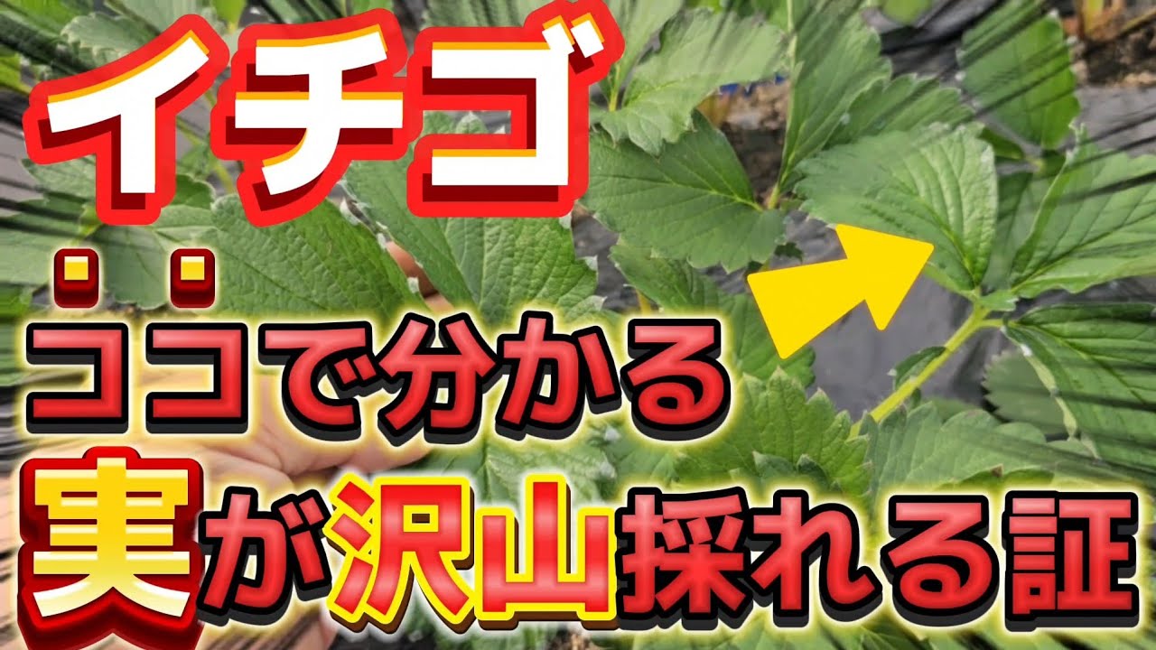 【イチゴ】大きくなる苺は、ココが違う！！これが出てれば安心して下さい。順調に育っています！