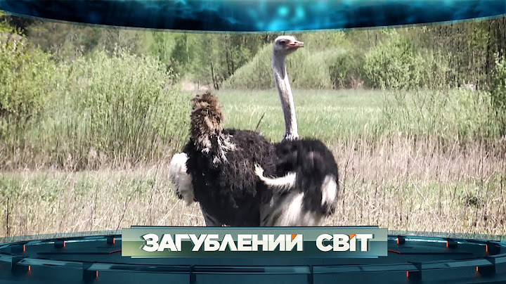 З усієї страусиної ферми вижив лише один: як страус Гук пережив окупацію у Здвижівці