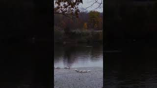 J Dilla- Search #chill #music #lofi #art #beats #hiphop #nature #rap #water #birds #lake #fall