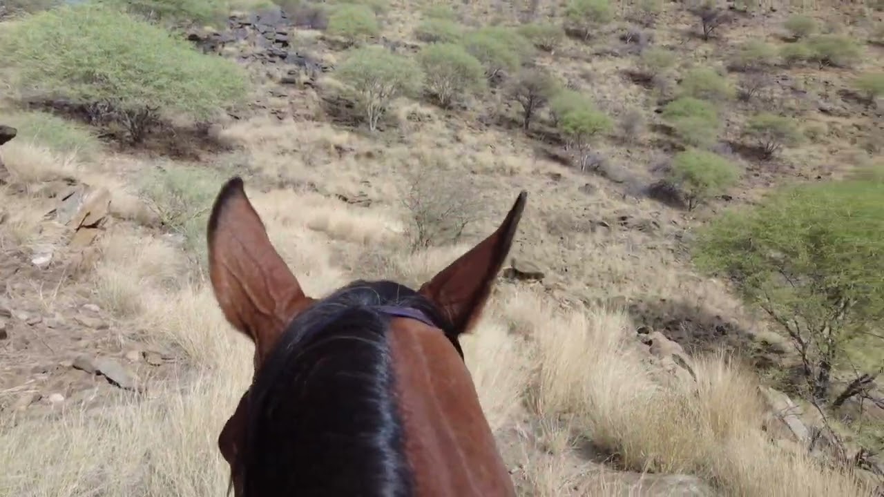 Mountain ride on Arabian horses @ Teufelsbach, Namibia