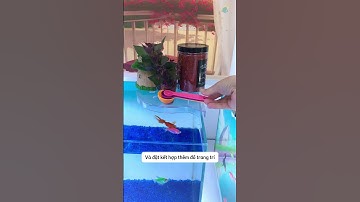 Kệ đặt góc đa năng vừa để đồ vừa trồng cây làm sạch nước tối ưu không gian cho bể cá #aquatic