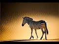 Zebra surviving the Kalahari Desert