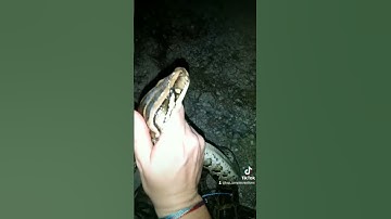 catching Florida Burmese pythons #burmesepython #floridawildlife #floridaeverglades
