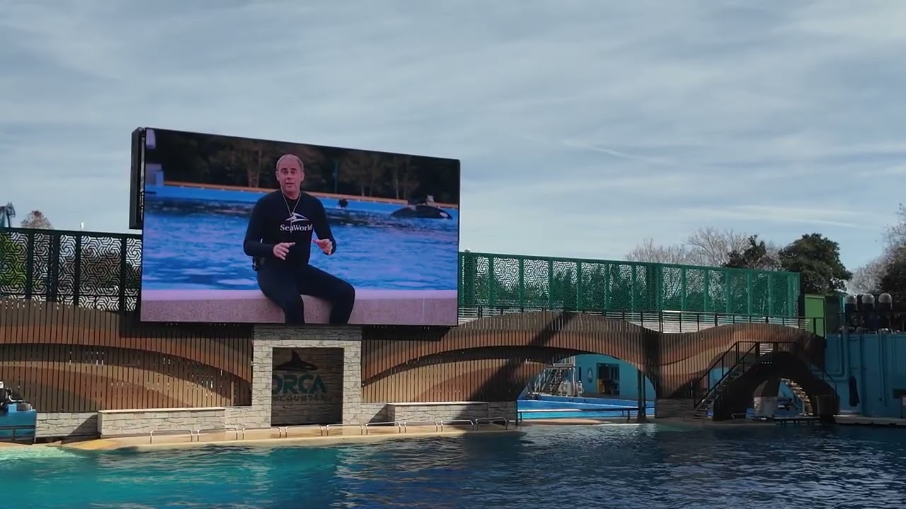 Up Close With Orcas at SeaWorld Orlando | A Fun & Educational Family Experience