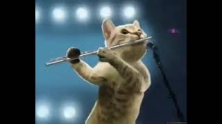 Bunny Girl Senpai ED - Fukashigi no carte but its only cats playing it