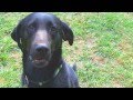 Listening To Dog Sounds In Engish MP3 Listening To Dog Sounds In Engish MP3