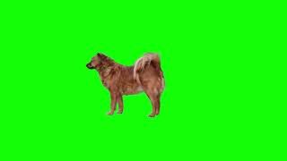 Dog green screen, Dog overlay , dog animation, dog free footage