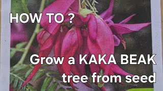How to grow a kaka beak tree from seed