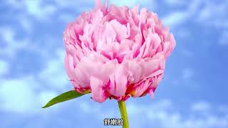 Seeing peonies all over the capital in one day—Welcome to Luoyang.