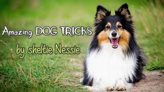 Amazing DOG TRICKS by sheltie Nessie