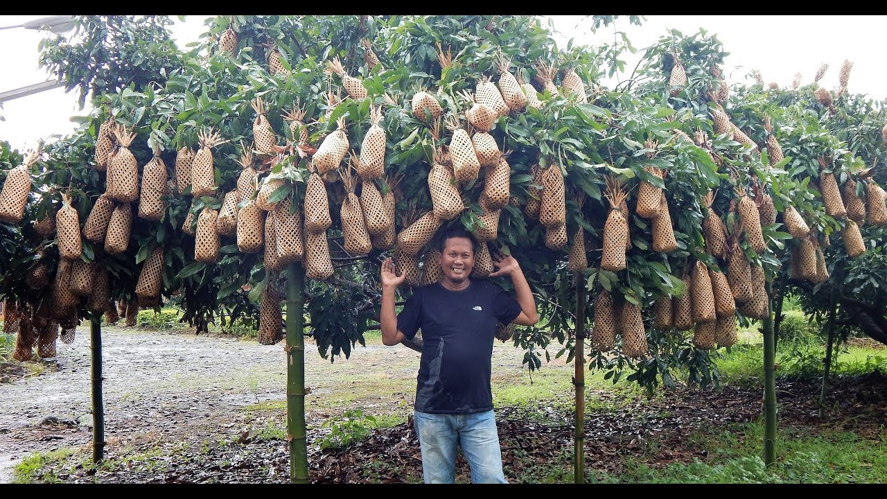 KELENGKENG ITOH (SERI #8) BERBUAH | Bibit Super 