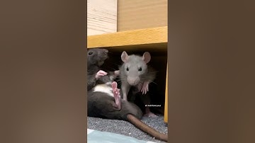 My funny pet rats 🐭 Duke and Splinter 🐭 #petrats #funnyrats
