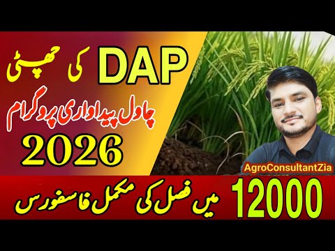 Phosphorus Fertilizer Plan for Rice Crop 2026