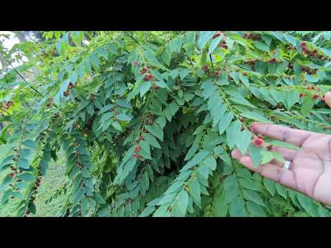 Tropical exotic food forest Fall 2023 tour - abundant food - Zone 9b