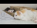 The Big Cat Wants To Be Friends With the Rescued Kitten │ Episode.171