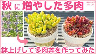 多肉植物】秋にカット＆葉挿しで増やしたつぶつぶ多肉❣️鉢上げし