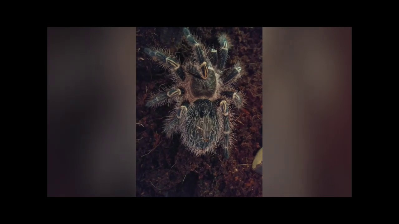 johnson and wales MY TARANTULAS (NEW) Chaco Golden Knee Tranchula