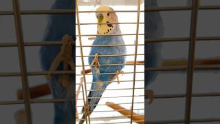 Why you should check your bird cages for safety! #bird #kiwi #budgies #budgie #pets #parakeets