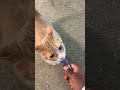 I taught my cat Chester how to high five on command!!🙏❤️Accept Jesus!!🙏❤️