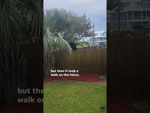Watch: Agile bear balances on a fence in a Florida neighborhood
