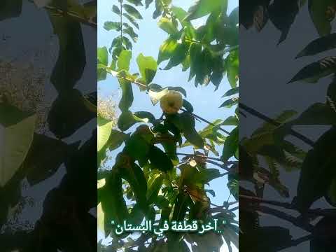 وهكذا كانت نهاية ذكرى كانت ستخلد لأجيال في بيت جدي